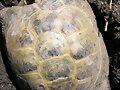 AGRIONEMYS HORSFIELDII