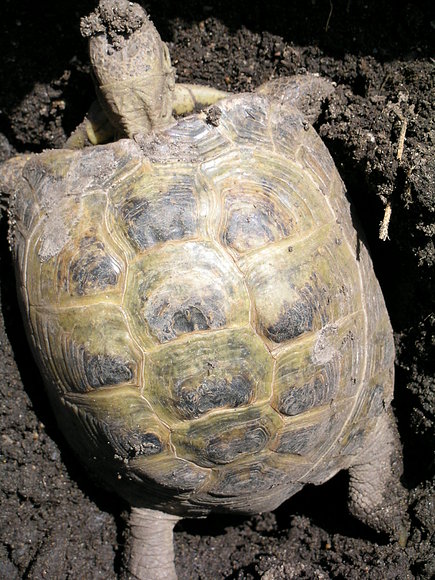 AGRIONEMYS HORSFIELDII
