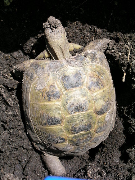 AGRIONEMYS HORSFIELDII