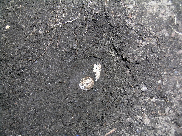 AGRIONEMYS HORSFIELDII