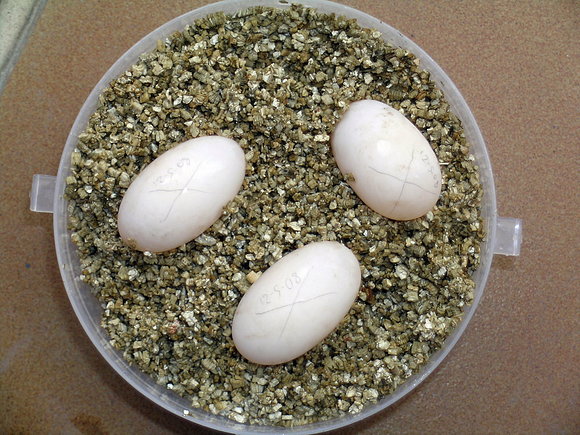 AGRIONEMYS HORSFIELDII