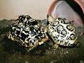 GEOCHELONE PARDALIS