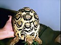 GEOCHELONE PARDALIS