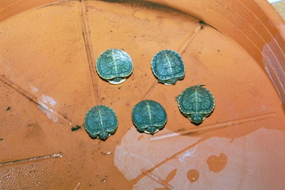 Trachemys Scripta Elegans de Agostos de 2002
