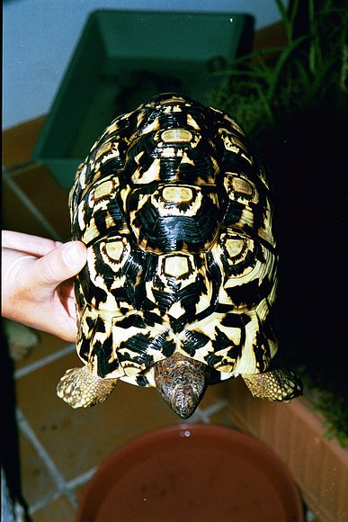 GEOCHELONE PARDALIS