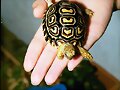 GEOCHELONE PARDALIS