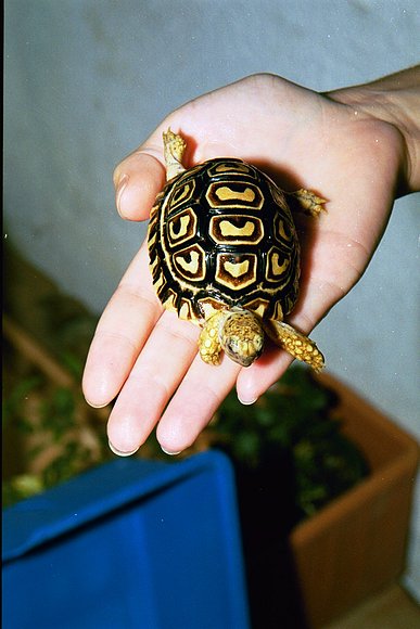 GEOCHELONE PARDALIS
