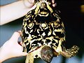 GEOCHELONE PARDALIS
