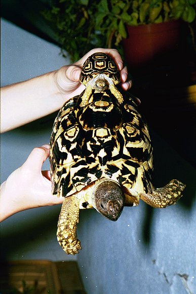 GEOCHELONE PARDALIS