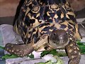 GEOCHELONE PARDALIS
