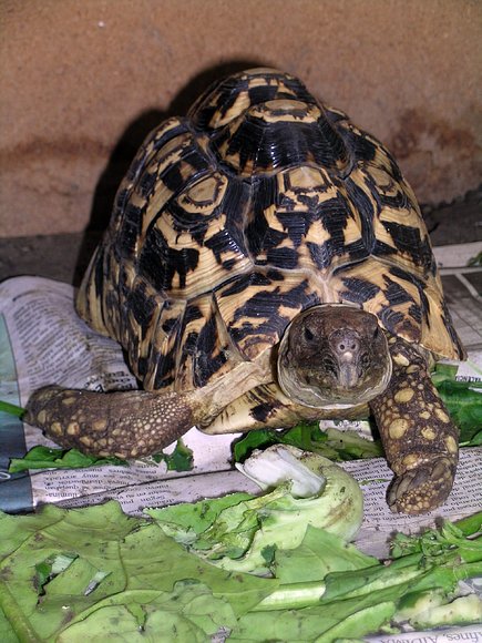 GEOCHELONE PARDALIS