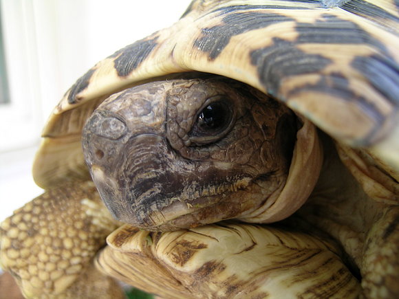 GEOCHELONE PARDALIS