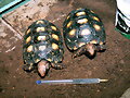 CHELONOIDIIS CARBONARIA