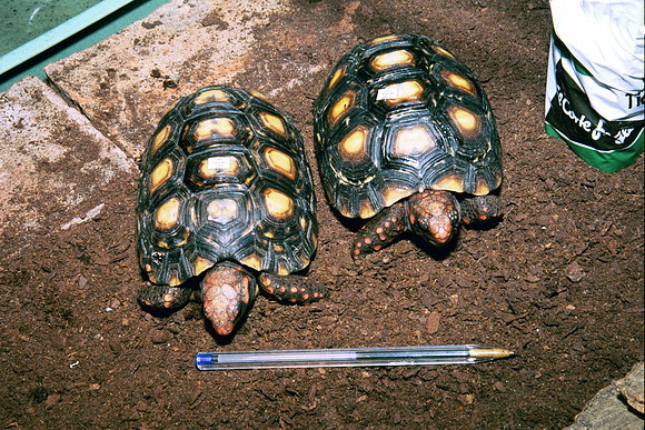 CHELONOIDIIS CARBONARIA