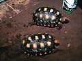 CHELONOIDIIS CARBONARIA