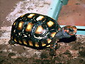 CHELONOIDIIS CARBONARIA