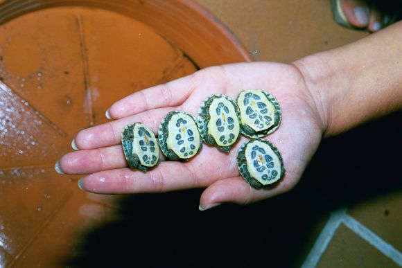 Trachemys Scripta Elegans de Agostos de 2002