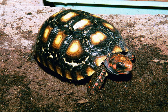 CHELONOIDIIS CARBONARIA