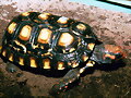 CHELONOIDIIS CARBONARIA