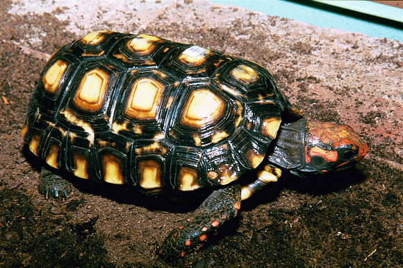 CHELONOIDIIS CARBONARIA