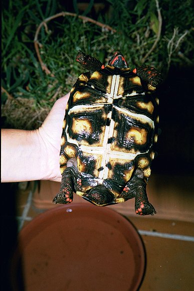 CHELONOIDIIS CARBONARIA
