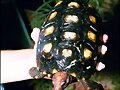 CHELONOIDIIS CARBONARIA
