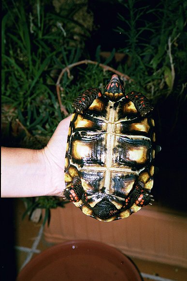 CHELONOIDIIS CARBONARIA