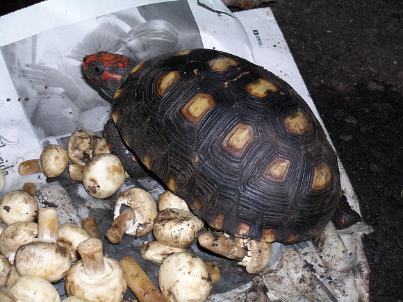 CHELONOIDIIS CARBONARIA