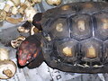 CHELONOIDIIS CARBONARIA