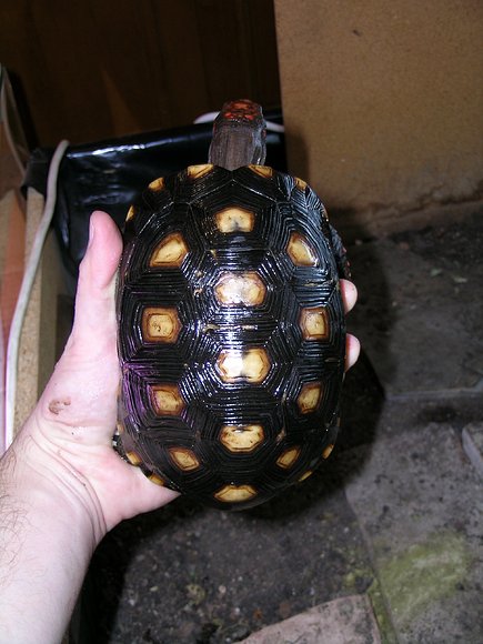 CHELONOIDIIS CARBONARIA