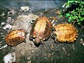 GRUPITO DE PYXIDEA MOHUOTI