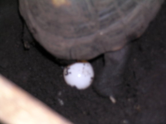 CHELONOIDIIS CARBONARIA