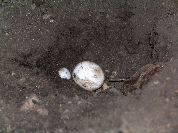 CHELONOIDIIS CARBONARIA
