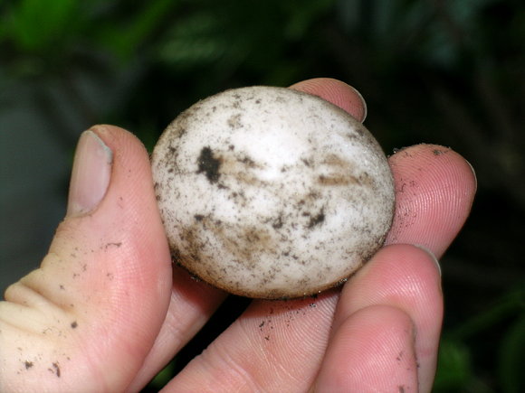 CHELONOIDIIS CARBONARIA