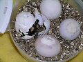CHELONOIDIIS CARBONARIA