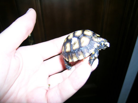CHELONOIDIIS CARBONARIA