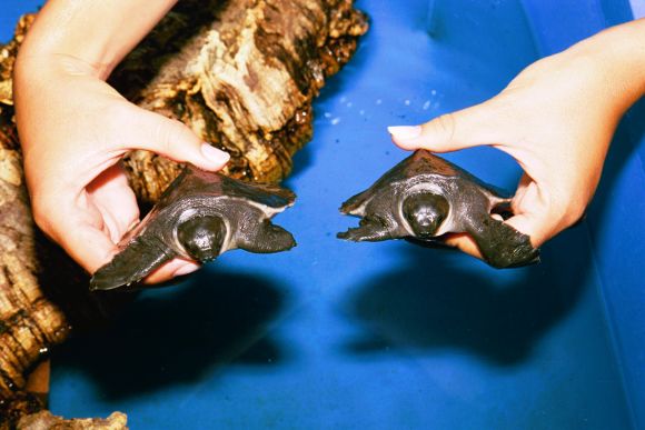 CARETTOCHELYS INSCULPTA