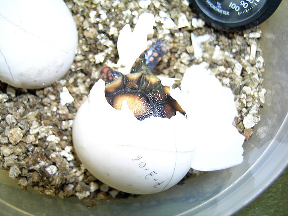 CHELONOIDIIS CARBONARIA