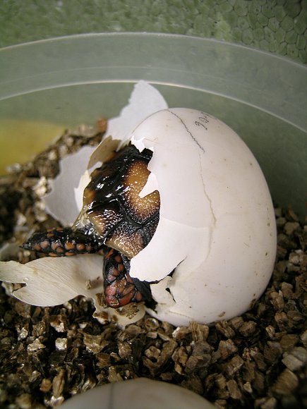 CHELONOIDIIS CARBONARIA
