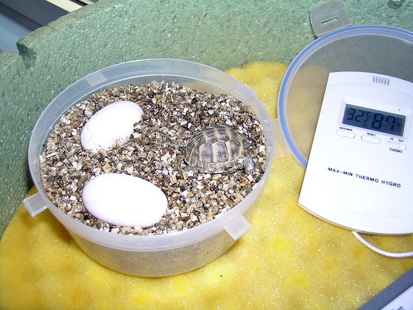 NACIMIENTO DE AGRIONEMYS HORSFIELDII