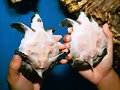 CARETTOCHELYS INSCULPTA