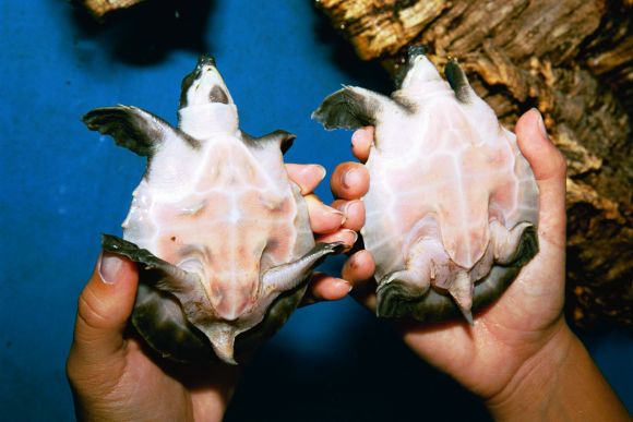 CARETTOCHELYS INSCULPTA