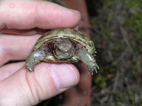 AGRIONEMYS HORSFIELDII
