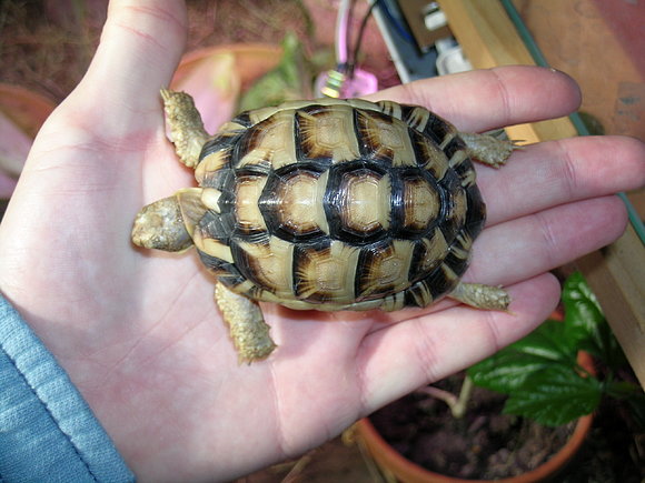 TESTUDO KLEINMANNI