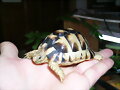 TESTUDO KLEINMANNI