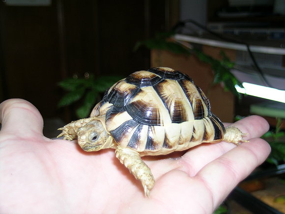 TESTUDO KLEINMANNI