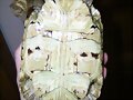 GEOCHELONE PARDALIS