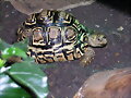 GEOCHELONE PARDALIS