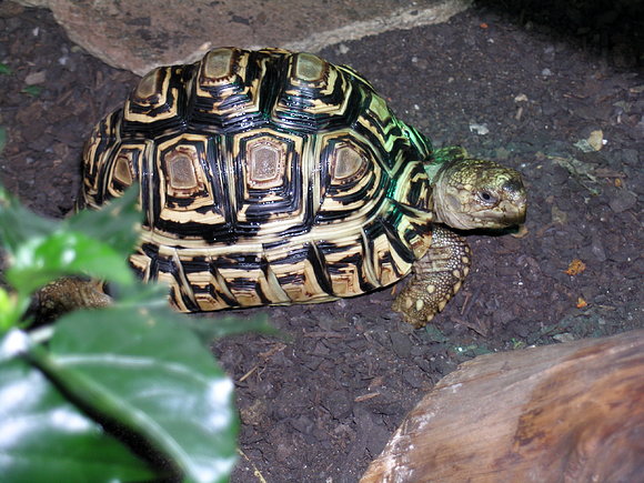 GEOCHELONE PARDALIS