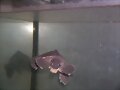 CARETTOCHELYS INSCULPTA